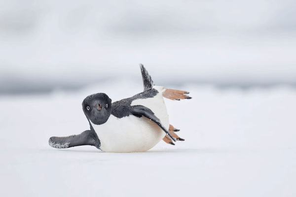 Победители конкурса на лучшие фотографии птиц Bird Photographer of the Year 2024