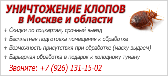 Выбираем службу уничтожения клопов: что важно знать об их работе