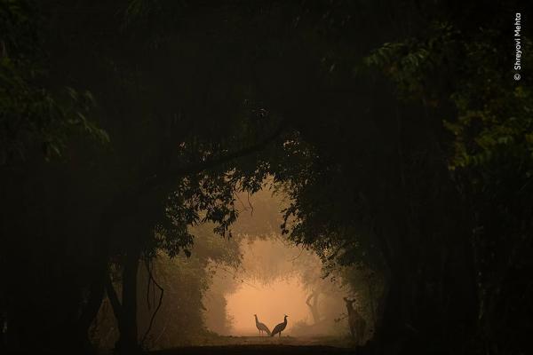 Снимки с конкурса Wildlife Photographer of the Year 2024