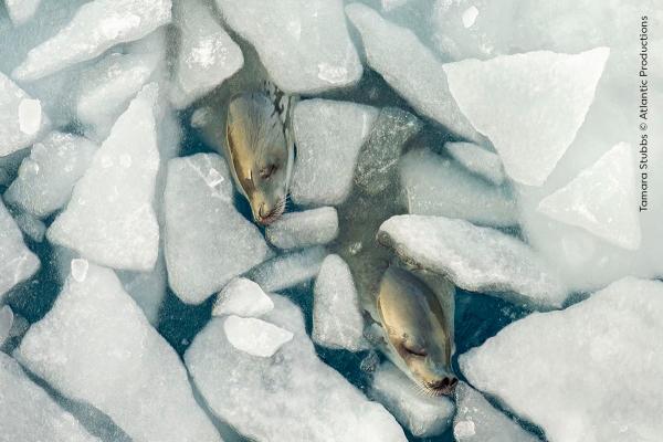 Снимки с конкурса Wildlife Photographer of the Year 2024