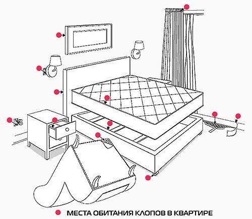 Об особенностях уничтожения клопов и тараканов