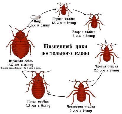 Как выглядят личинки постельного клопа