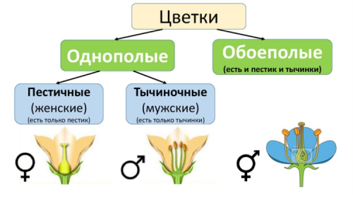 Цветок