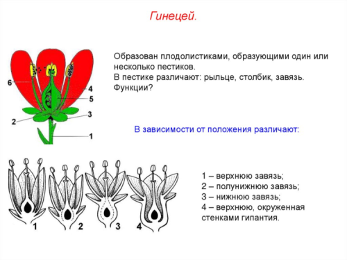 Цветок