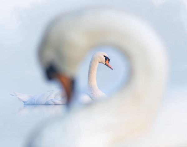 Победители конкурса на лучшие фотографии птиц Bird Photographer of the Year 2024