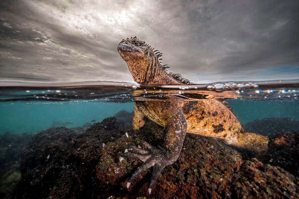 Финалисты подводного конкурса Ocean Photographer of the Year 2024