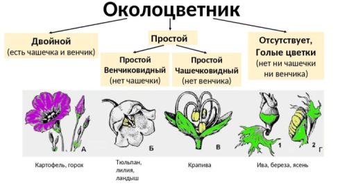 Цветок