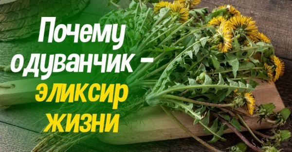 Чем полезны одуванчики для организма