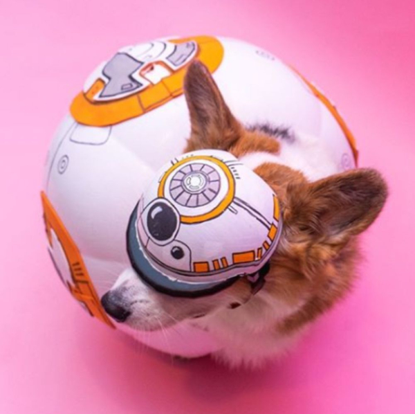 Лучший косплей дроида BB-8 из Звёздных Войн