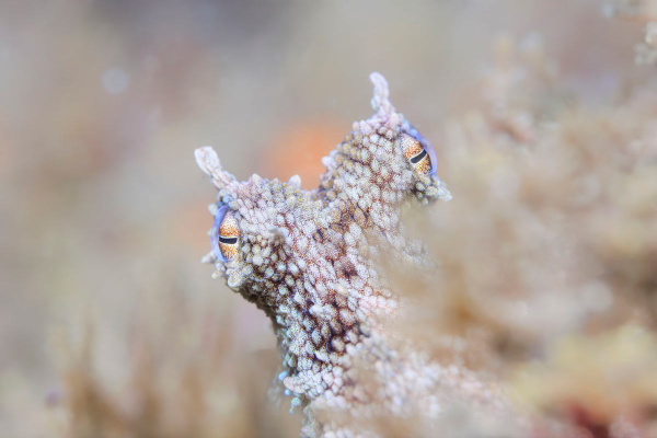 Финалисты подводного конкурса Ocean Photographer of the Year 2024