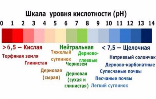 Безвременник веселый